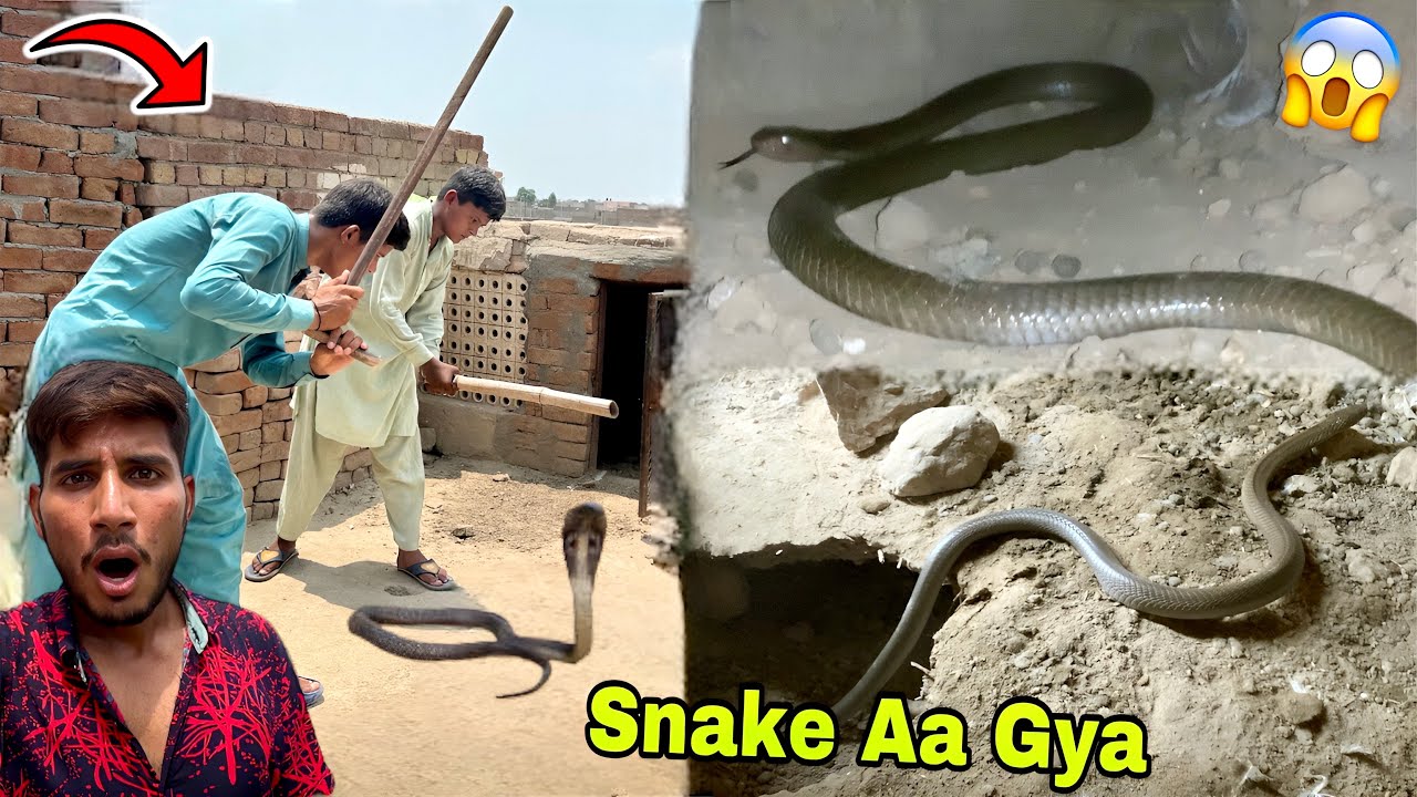 Pet House Sy Snake Nikl Aya😱 Bhot Mushkil Sy Rescue Kia💔