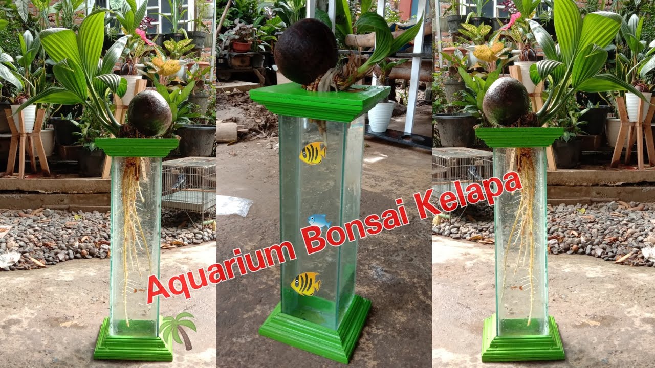 Membuat aquarium bonsai kelapa YouTube
