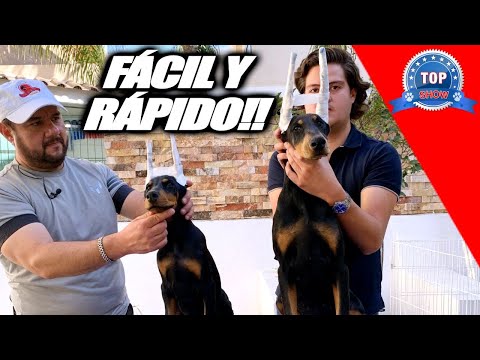 Video: Acerca de los conos de cuello de perro