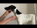 Grooming the Smooth Fox Terrier - Episode 4