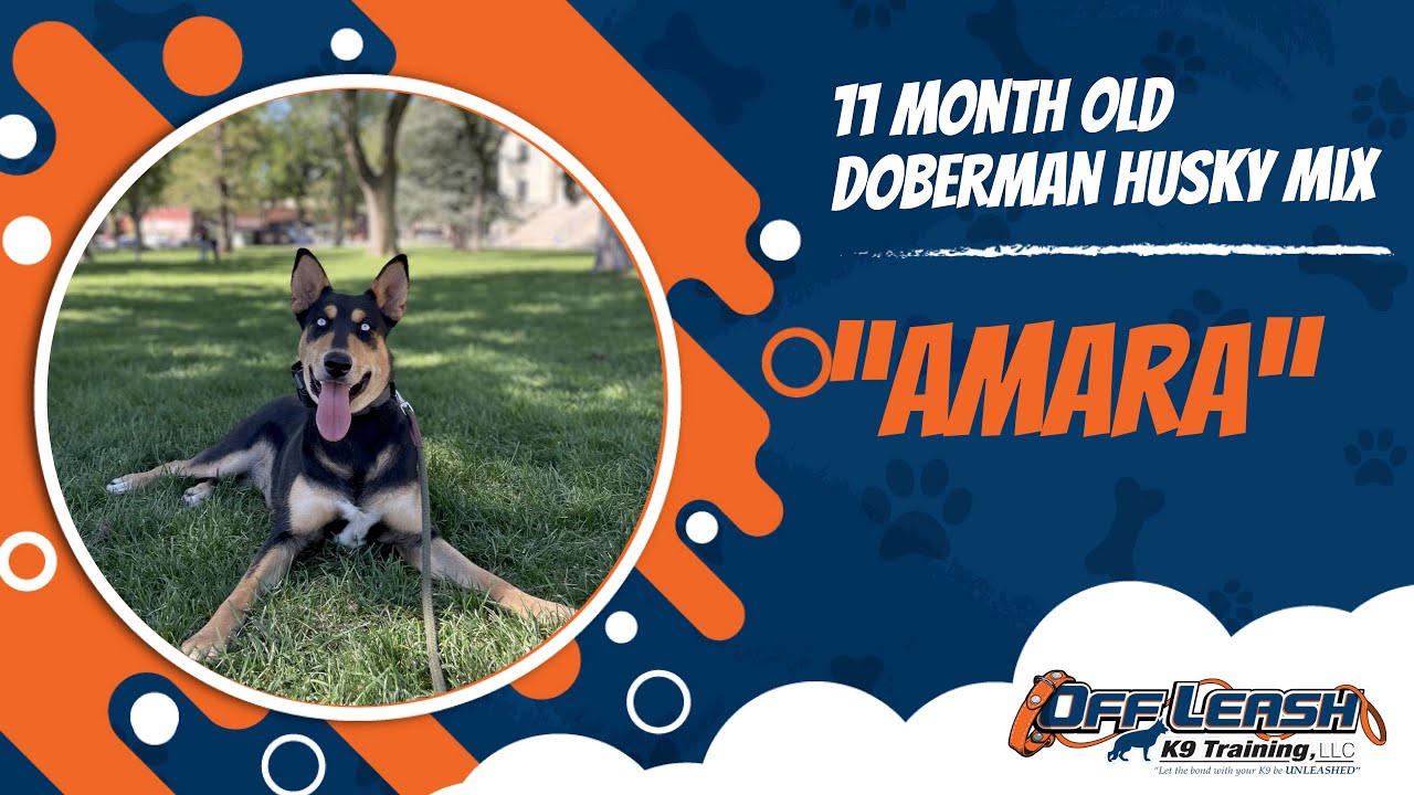 🐶🦮Off leash Dog Training / Obedience Training 🦮🐶 YouTube