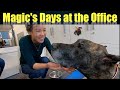 Magic the Great Dane's Days at the Office