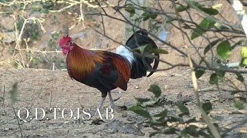 Suab qaib qus txuam tom1 เสียงไก่ป่าลูกผสมน้ำ1