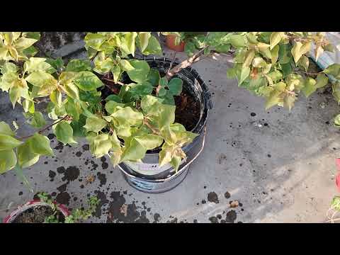 Barsat के बाद पौधों की इस तरह देखभाल करे Plant Tips Full Information