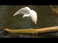 Aigrette gazette   faisant sa toilette mov