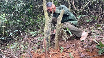 Chuyến đi rừng may mắn khai thác được cây duối bonsai đẹp