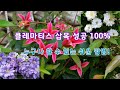 클레마티스 삽목 성공 100% 누구나  할 수 있는 쉬운 방법! Clematis