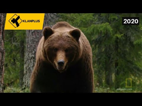 Video: Arinjtë Në Letargji Mund Të Ndihmojnë Shpëtimet Njerëzore