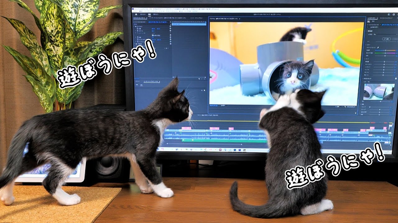Adorable kitten trying to get inside the monitor to play🐈 - YouTube