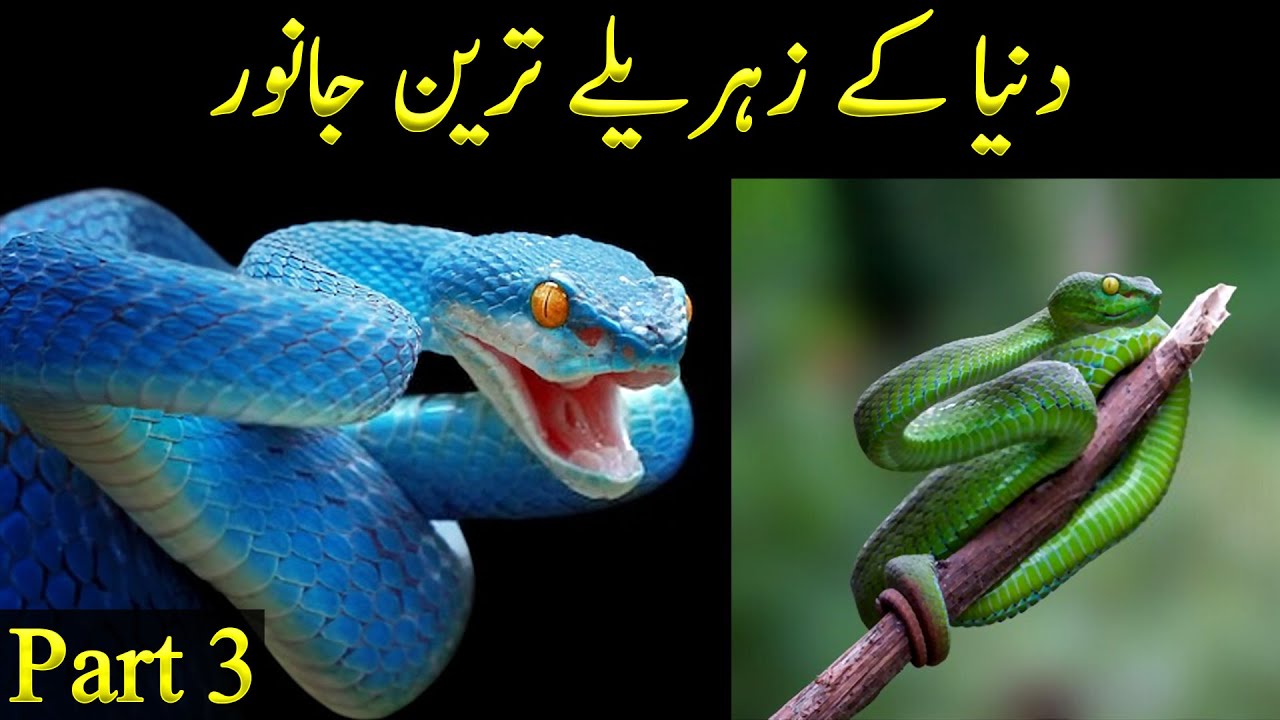 Most Venomous Animals in the World Part 3 - YouTube