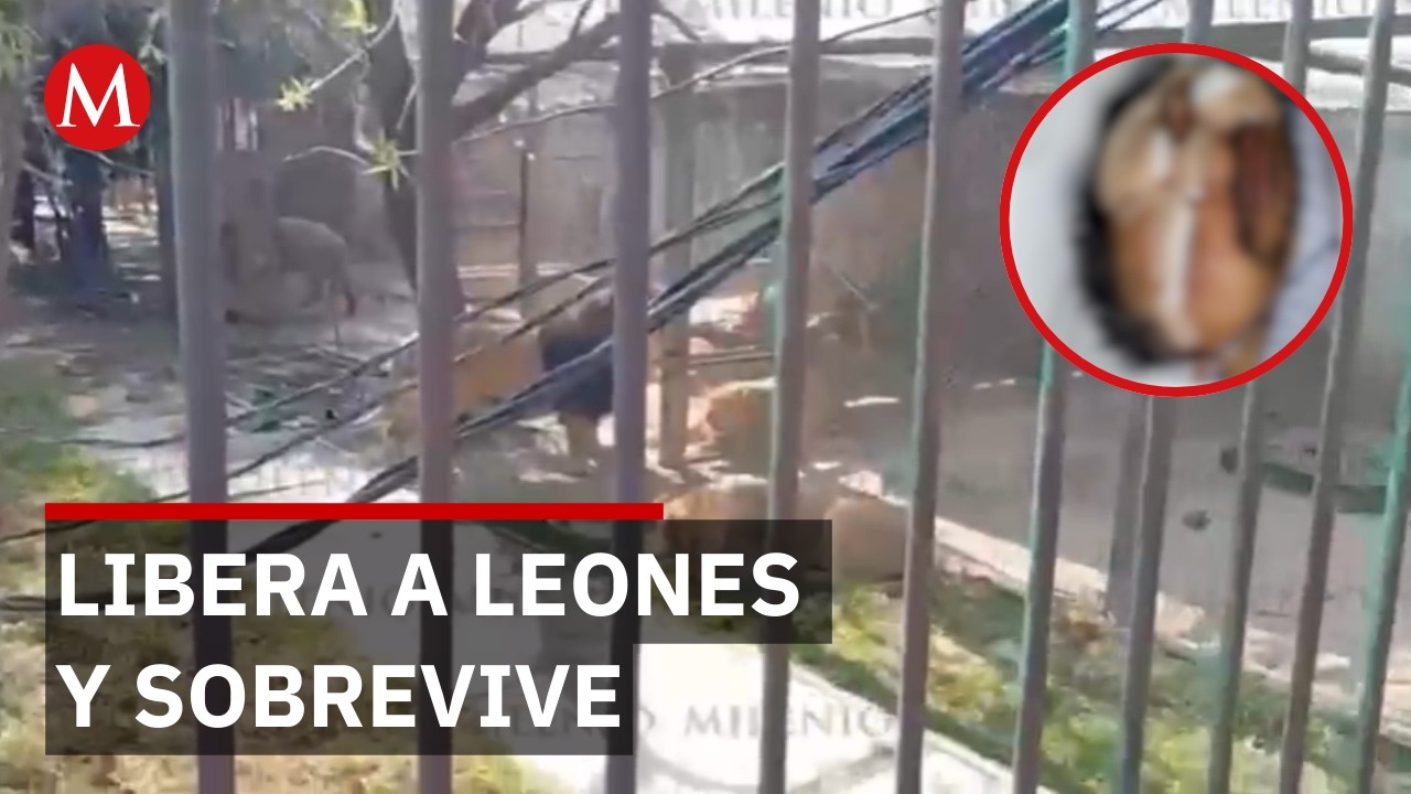 Buscan a familiares de hombre atacado por leones en reserva en Ocoyoacac