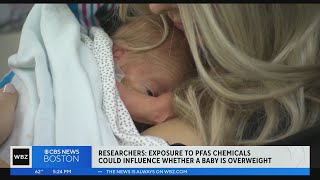Babies exposed to 'forever chemicals' in the womb more likely to be overweight, researchers say
