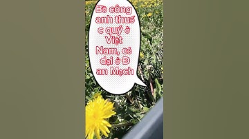 khám phá Đan Mạch 🇩🇰 cây bồ công anh.