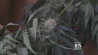 Drug Bust Takes Major Indoor Growing Operation In San Jose