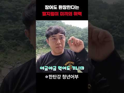장어도 환장한다는 말지렁이 미끼의 위력