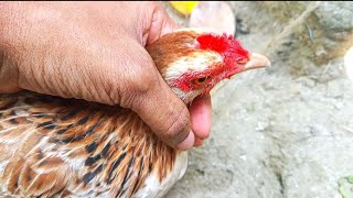 How to Hypnotize a Chicken — Safe & Easy Trick 🐔✨