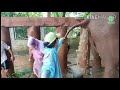 Vet work at Elephant Nature Park Expect the Unexpected! - ElephantNews