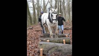 Horse logging agility test: a path with obstacles