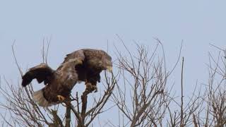 Seeadler Dümmer -  sie will absolut nicht