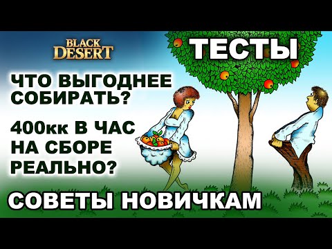 Видео: ТЕСТЫ СБОРА: Что выгодно? С чего начать? Фарм на сборе в БДО (BDO - Black Desert)