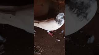 pigeon photo video #kabutarak47 #short