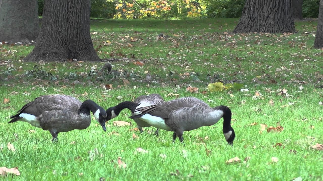 Geese eating grass YouTube