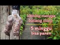 Hasil Memuaskan- Kloning M4ngga 5 Minggu Bisa panen