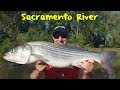 Sacramento River Striper Fishing