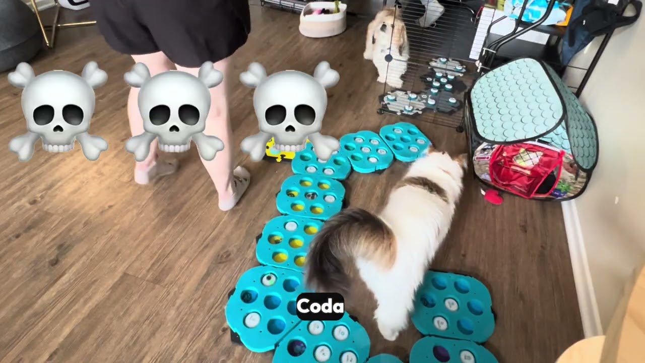 Coda DEFINITELY knows the word “outside” and is appalled he wasn’t invited