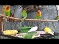 1 Hour Lovebirds Activity (Multicam) - Meal Time & Play