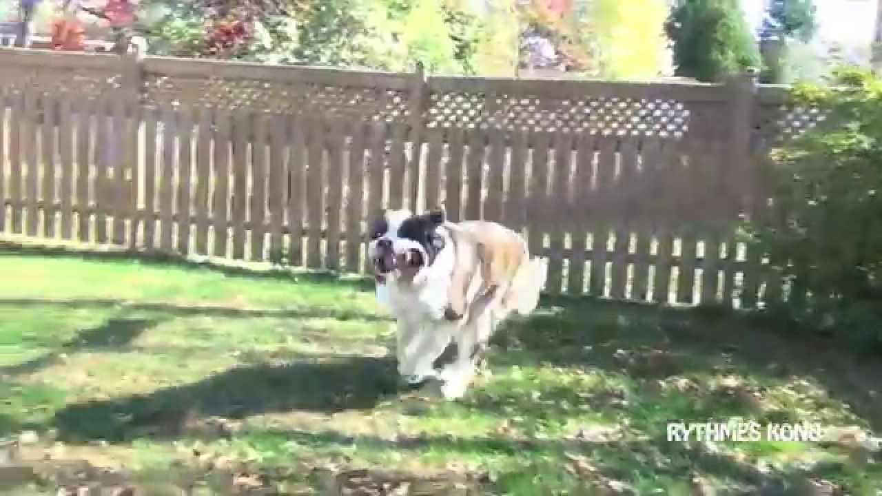 Take a Autumn Ride With a St. Bernard Dog - YouTube