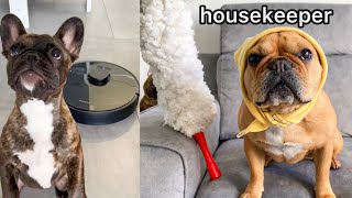 Dog Decides To Be A Housekeeper / Robot Vacuum Reaction by Isa, Hugo & Tom French Bulldog 13,470 views 2 years ago 5 minutes, 37 seconds