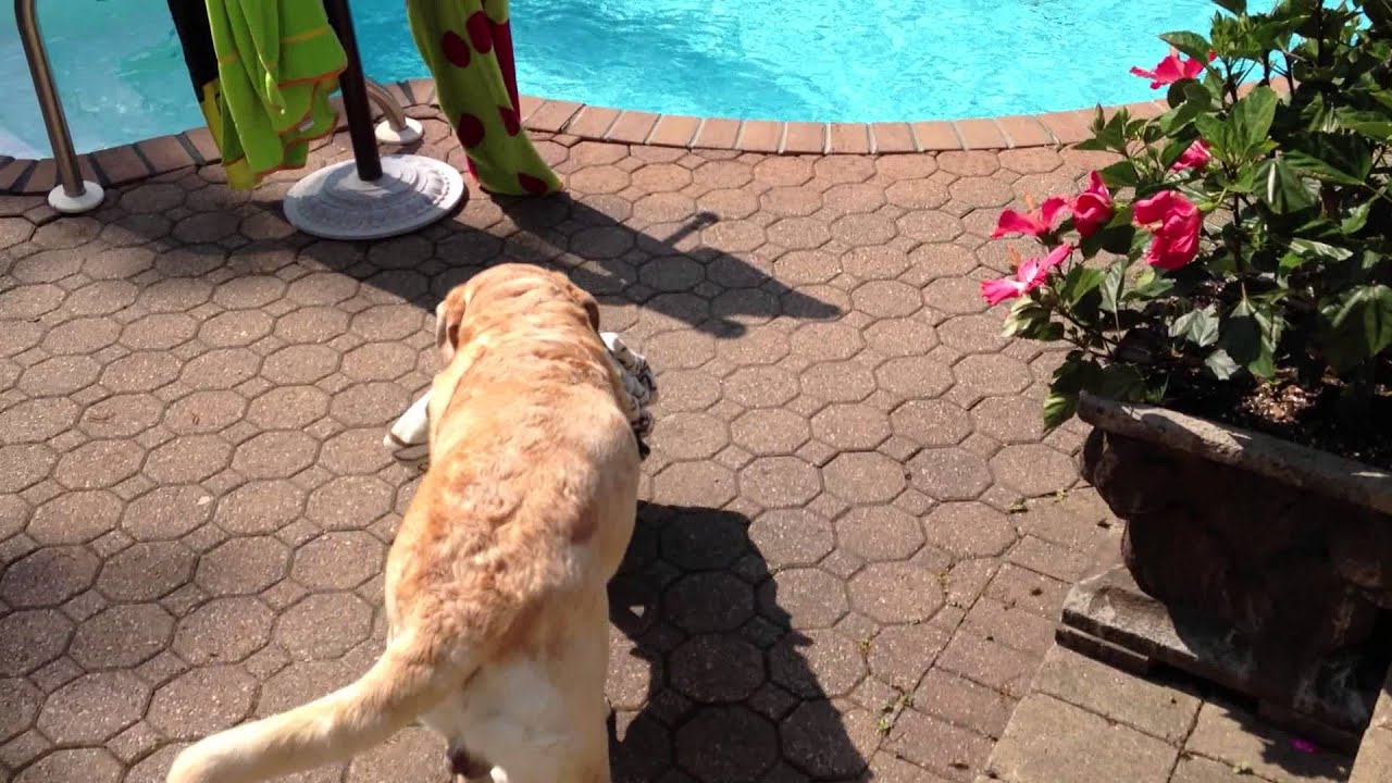 Labrador Retriever Gets Pool Towel From Closet, Brings Towel to Pool And Jumps In