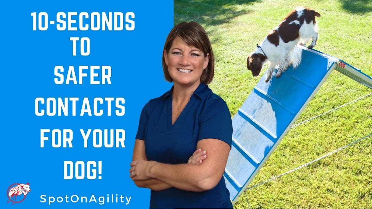 Agility Equipment For Dogs (10 Seconds to Safer Contacts for YOUR Dog