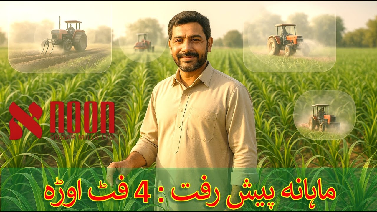 صرف دو ماہ میں شاندار گنے کی بڑھوتری — اگست کاشت کا کامیاب نتیجہ