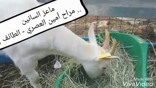 ماعز السانين _Saanen goats