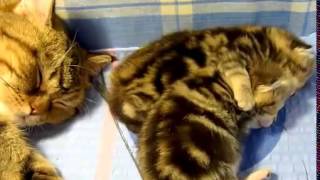 Котята сладко спят и обнимаются во сне! Котята сладко спят и обнимаются во сне!