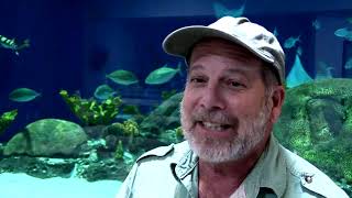 Meet Mighty Mike, the New 800-Pound Alligator at OdySea Aquarium