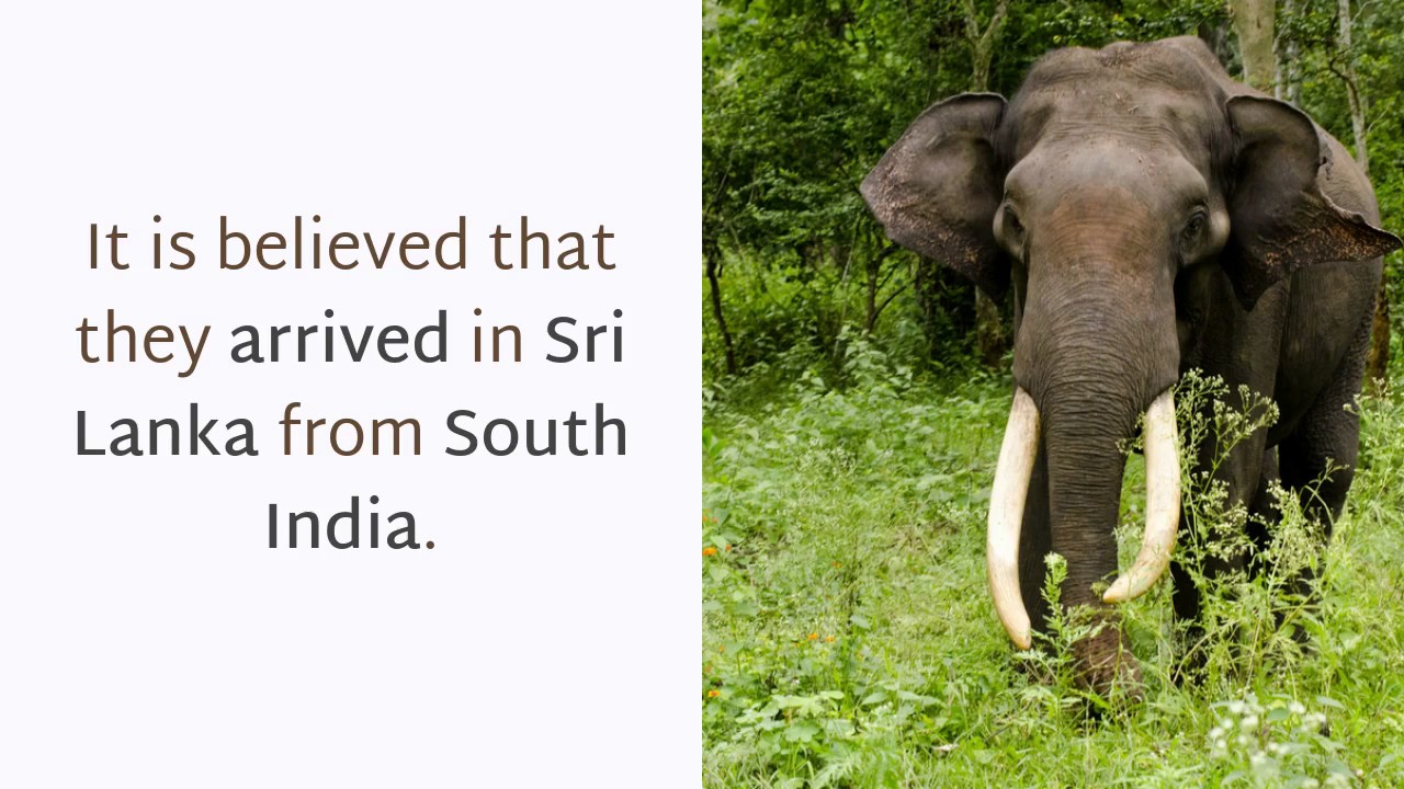 17 Strange Facts You Should Know About Sri Lankan Elephant YouTube