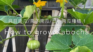只要兩刀加快發芽  貝貝南瓜/栗子南瓜/日本南瓜種植  第一部分 How to grow Kabocha Part 1