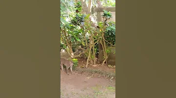 2 Monkey S Beauty Reminds Us To Let Go Of Tomorrow S Worries 
