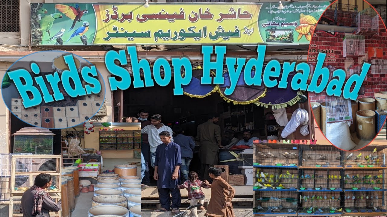 Birds Shop Hyderabad bird cage birds accessories Birds shop