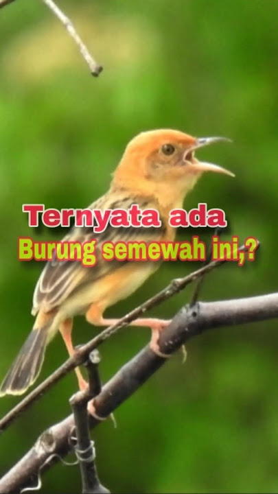 Cici padi kepala merah/ cimer / salome #burung #burungkicaudialamliar #shorts