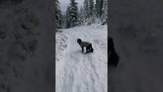 Phoebe in a Winterwonderland by PuppyLife 142 views 2 years ago 1 minute, 8 seconds