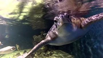 Turtles, Sharks and Underwater Robots