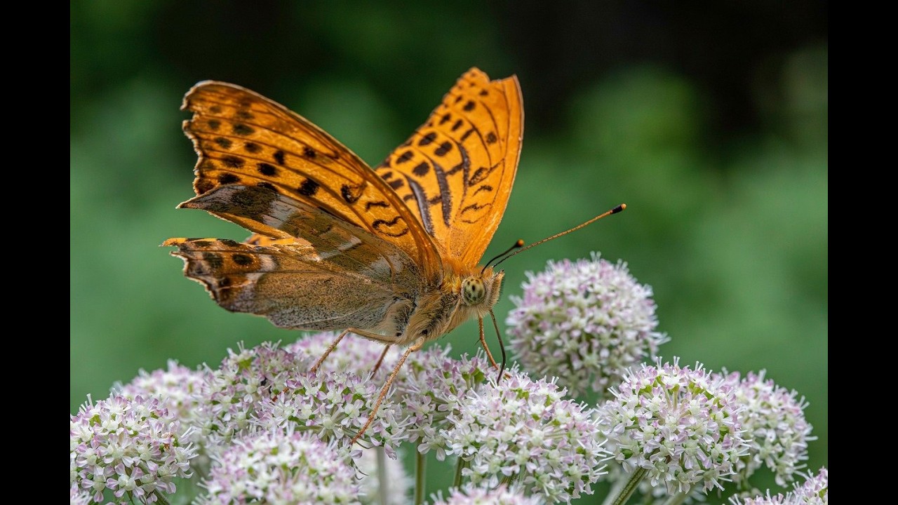 왕상근색소폰tv 2026.3.07.토요일.모닝쇼.2부는 전화 노래방~^^