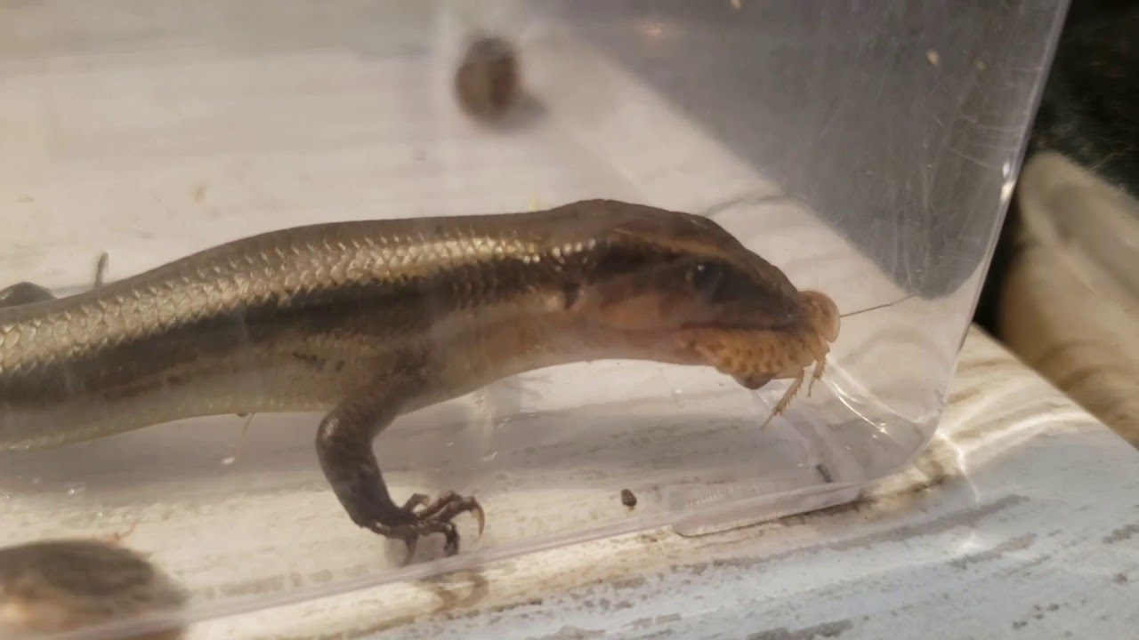 ニホントカゲの飼育 成体の餌やり Youtube ニホントカゲの飼育 成体の餌やり Youtube