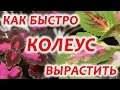 Колеус.  Как вырастить колеус быстро. Размножение колеуса.