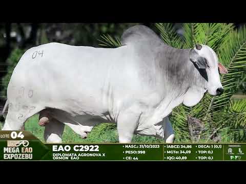 LOTE 04