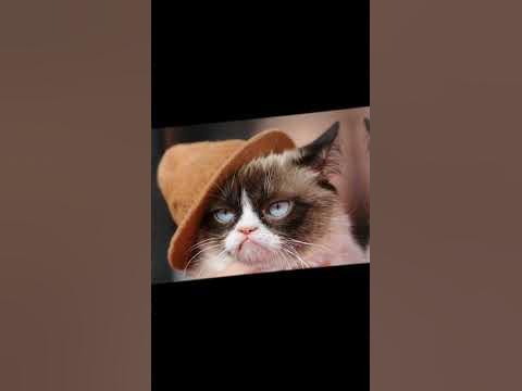 Грусный кот..#породыкошек#коты#незнабкакаяпорода#рек# - YouTube